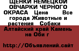ЩЕНКИ НЕМЕЦКОЙ ОВЧАРКИ ЧЕРНОГО ОКРАСА › Цена ­ 1 - Все города Животные и растения » Собаки   . Алтайский край,Камень-на-Оби г.